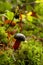 Zeller`s Bolete, Battle Ground Lake, Lewisville, WA, USA