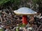 Zeller\'s Bolete - Xerocomellus zelleri