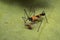Zelus longipes Linnaeus or milkweed assassin bug eating a bug