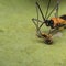 Zelus longipes Linnaeus or milkweed assassin bug eating a bug