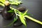 Zen basalt stones, bottle with massage oil and bamboo