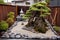 zen garden with pruned bonsai tree in the center