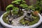 zen garden with pruned bonsai tree in the center