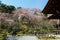 the zen garden Tenryu ji in Kyoto, Japan