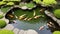 Zen Garden Tranquility: Koi Fish Gliding in a Serene Pond