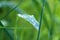 Zen leaf with water drops on it closeup view with foreground focus