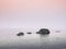 Zen like calming rocks in the sea at pink sunrise on a foggy morning