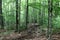 Zen-like scene in the forest with trees lining both sides of hiker`s path that leads to the summit