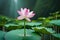 zen peaceful soothing nature background with a single lotus flower and water droplets