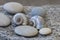 Zen Pebble Shell Still Life