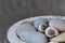 Zen Pebble Shell Still Life