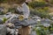 Zen Rocks and yellow wildflowers