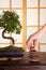 Zen stones and bonsai