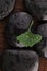 Zen stones and ginko biloba leaves with water drops