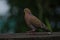 Zenaida Dove