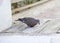 Zenaida dove eating rice grains