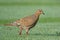 Zenaida Dove walking