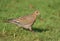 Zenaida Dove walking