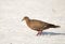 Zenaida Dove Walks on the Beach in the Yucatan, Mexico