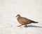 Zenaida Dove Walks on the Beach in the Yucatan, Mexico