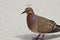 Zenaida dove zenaida aurita