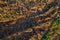 zenithal aerial view of a burnt pine forest