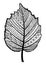 Zentangle black and white leaf of the tree hazel.