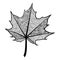 Zentangle black and white leaf of the tree maple.