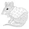 Zentangle mouse rat coloring page