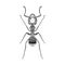 Zentangle stylized Black Ant. Hand Drawn Termite