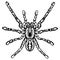 Zentangle stylized Halloween spider sketch
