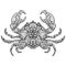 Zentangle stylized vector illustration crab