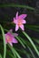 Zephyr lily Zephyranthes carinata