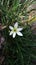 Zephyrantes Candida or White rain lily or white windflower