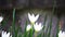 Zephyranthes Also called fairy lily, rain flower, zephyr lily, magic lily with a natural background