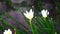 Zephyranthes Also called fairy lily, rain flower, zephyr lily, magic lily with a natural background