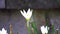 Zephyranthes Also called fairy lily, rain flower, zephyr lily, magic lily in the nature