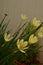 Zephyranthes, Amaryllis family. rain lily, Zephyr lily magic or fairy lily. Yellow coloured flower.