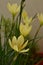 Zephyranthes, Amaryllis family. rain lily, Zephyr lily magic or fairy lily. Yellow coloured flower.