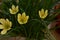 Zephyranthes, Amaryllis family. rain lily, Zephyr lily magic or fairy lily. Yellow coloured flower.