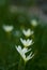 Zephyranthes candida