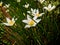 Zephyranthes candida (also called  autumn zephyrlily, white windflower, white rain lily) a white and yellow flowers