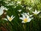 Zephyranthes candida (also called  autumn zephyrlily, white windflower, white rain lily) a white and yellow flowers