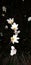 Zephyranthes candida night image cute and beautiful white flower