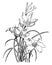 Zephyranthes Candida vintage illustration