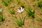 Zephyranthes candida or white rain lily