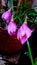 Zephyranthes carinata, commonly known as the rosepink zephyr lily or pink rain