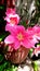 Zephyranthes carinata, commonly known as the rosepink zephyr lily or pink rain lily,
