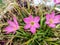 Zephyranthes carinata, the rosepink zephyr lily or pink rain lily, is a perennial flowering plant a beauty of nature