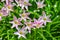 Zephyranthes carinata under the sun.